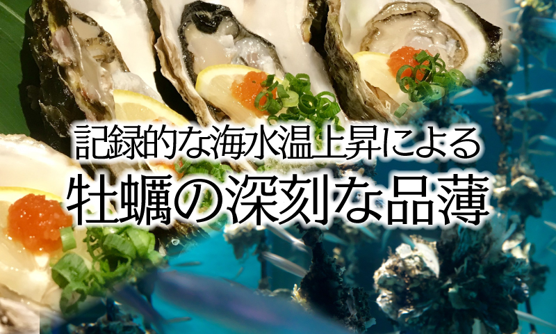 記録的な海水温上昇による牡蠣の深刻な品薄